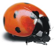 Logo Wellner Garten- und Landschaftsbau