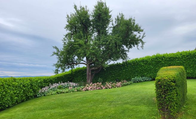 Gr&uuml;nd&uuml;ngung mit Phacelia zur Regeneration des Bodens