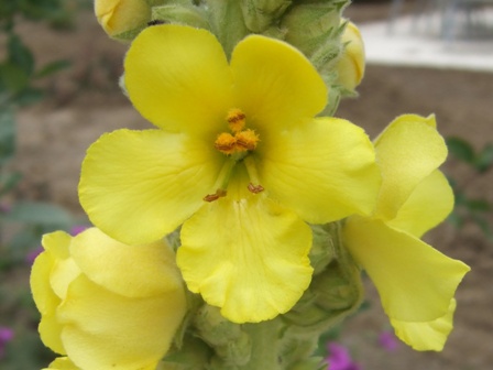 Bl&uuml;te einer K&ouml;nigskerze