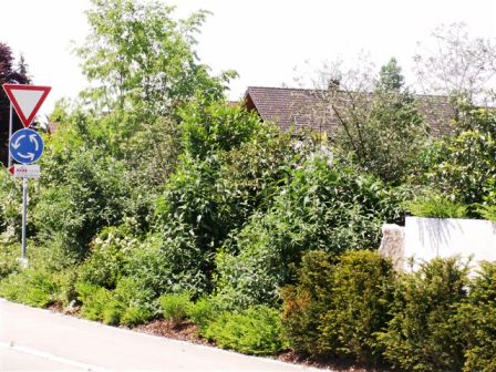 Geh&ouml;lze ein Jahr nach der Pflanzung